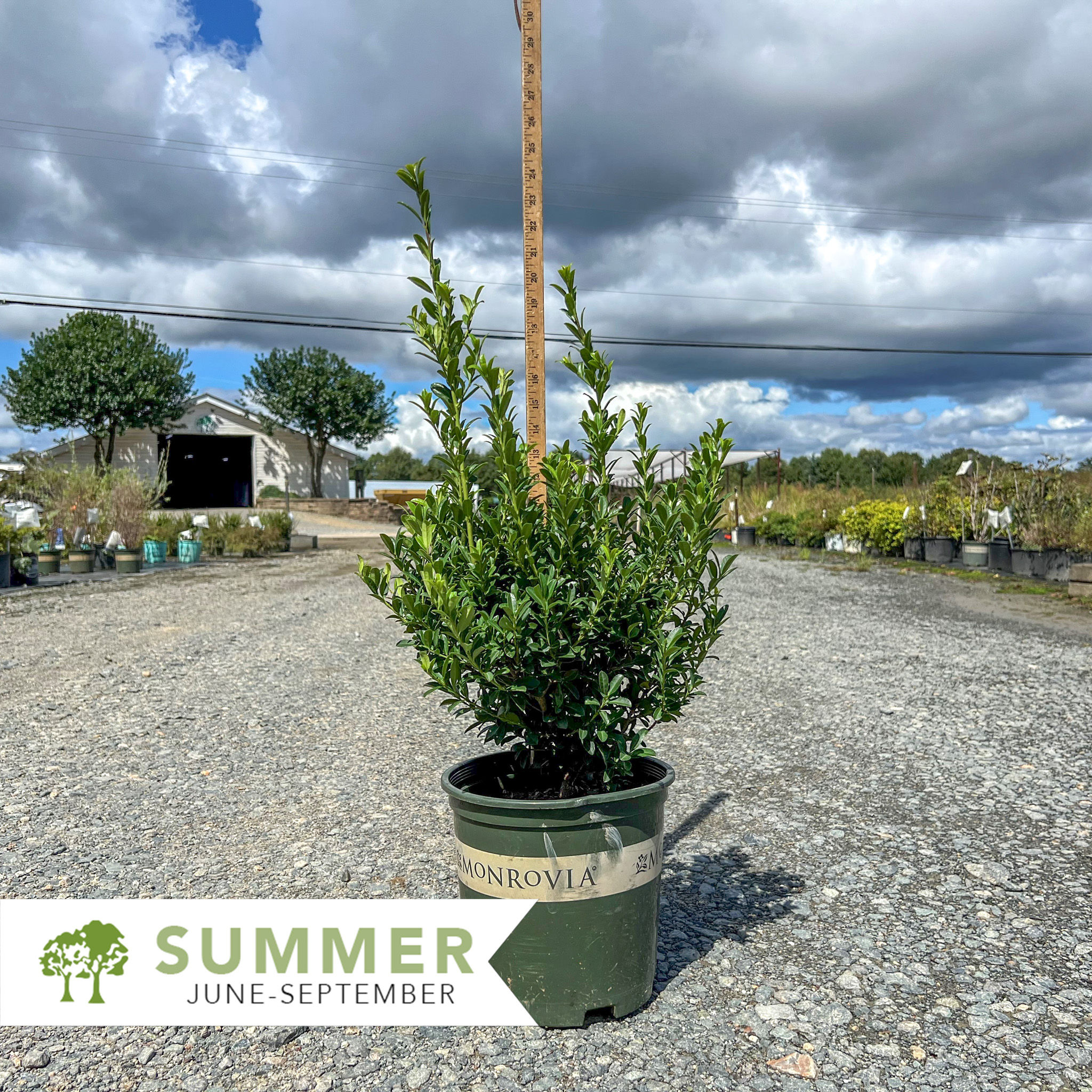 Emerald Boxer™ Holly - Ilex x crenata 'RutHol10'