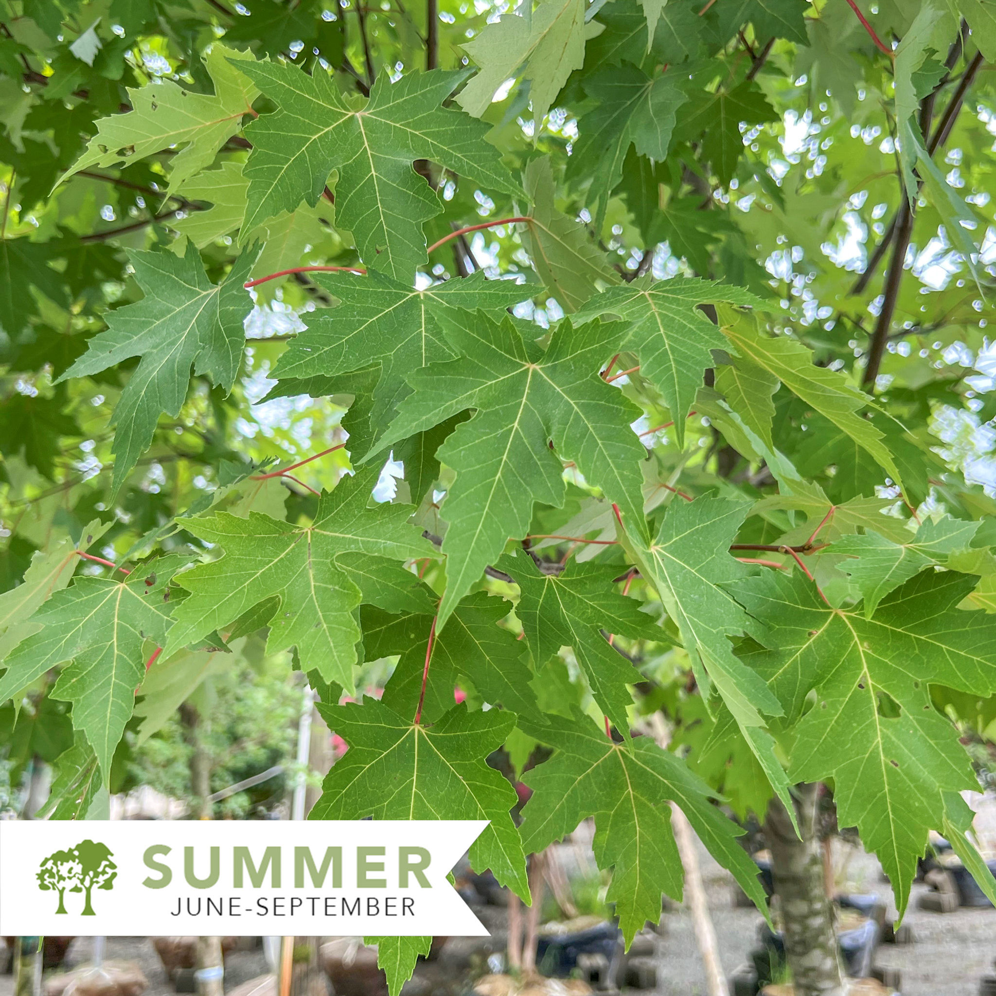 Autumn Blaze Red Maple - Acer x freemanii 'Jeffsred'