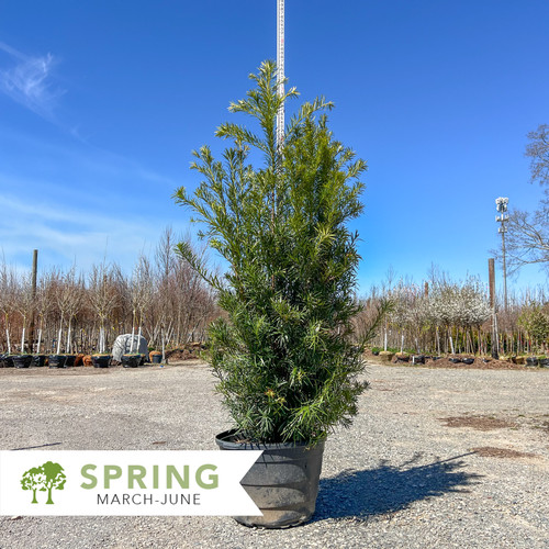 thuja smaragd preis Lebensbaum Thuja occidentalis Smaragd 200-220 cm Hhe Ballenware