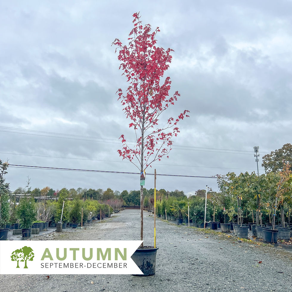 Thumbnail: Autumn Blaze Red Maple - Acer x freemanii 'Jeffsred'