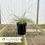 Thumbnail: Prairie Dropseed - Sporobolus heterolepis