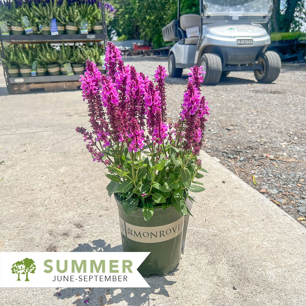 Thumbnail: Rose Marvel Meadow Sage - Salvia nemorosa 'Rose Marvel'