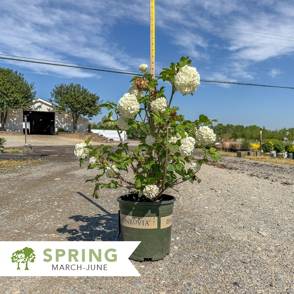 Thumbnail: Eastern Snowball Viburnum - Viburnum opulus 'Sterile'
