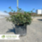 Thumbnail: Shishi Gashira Camellia - Camellia sasanqua 'Shishi Gashira'