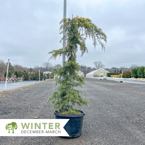 Golden Deodar Cedar – Cedrus deodara 'Aurea' | Shepherdssupply