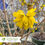Thumbnail: Magical® Gold Forsythia - Forsythia x intermedia 'Kolgold'