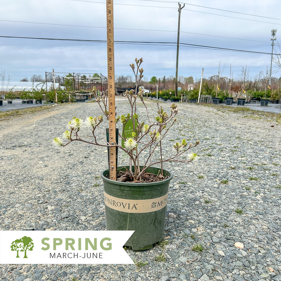 Thumbnail: Blue Shadow Fothergilla - Fothergilla major 'Blue Shadow'
