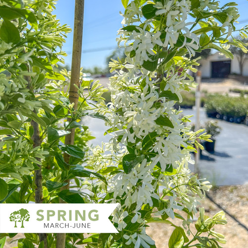 Tokyo Tower Fringe Tree Chionanthus Retusus Tokyo Tower Tokyo tower fringe tree chionanthus retusus tokyo tower