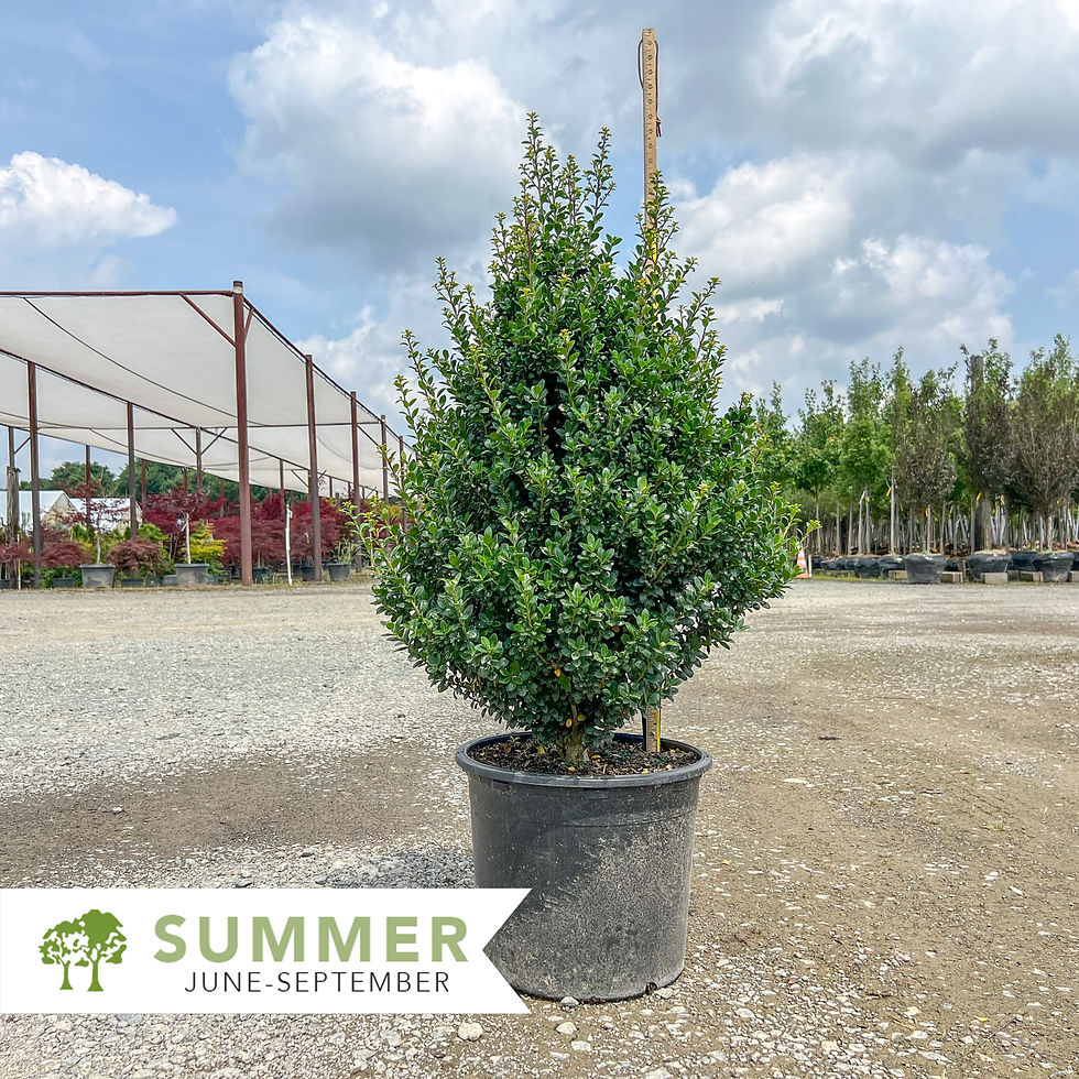 Thumbnail: Steeds Upright Japanese Holly - Ilex crenata 'Steeds'