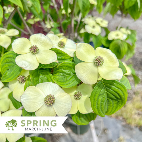 その他 DogWood Hyperion® Dogwood - Cornus kousa x florida 'KF111-1