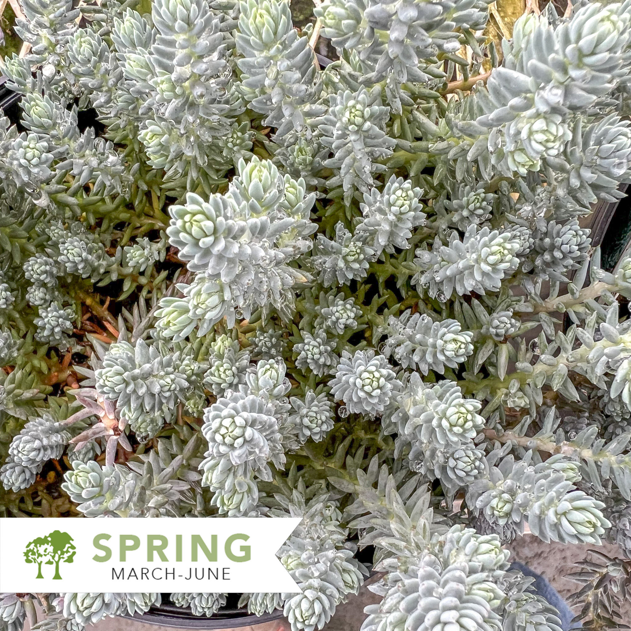 Blue Spruce Stonecrop – Sedum reflexum 'Blue Spruce'