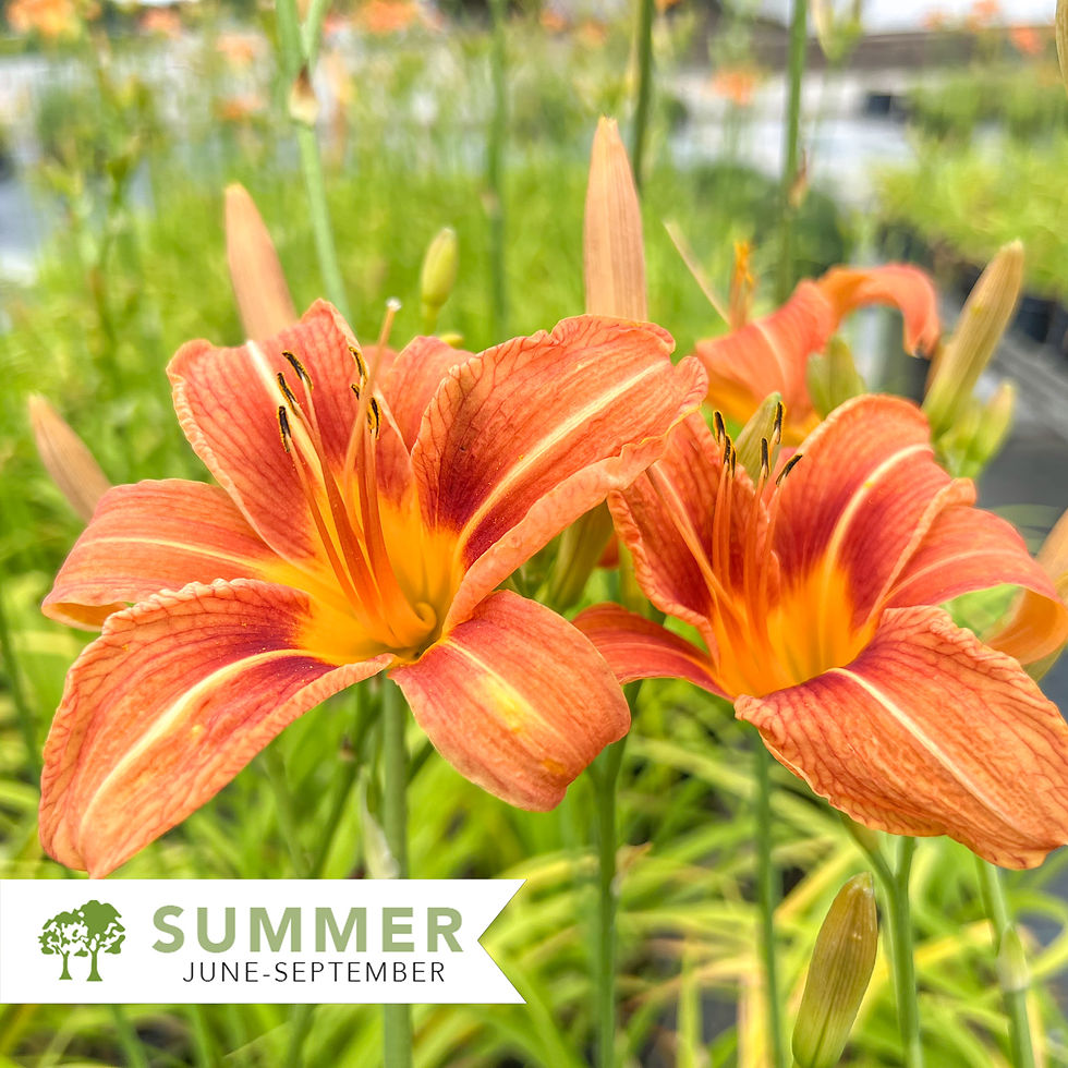 Thumbnail: Fulva Daylily - Hemerocallis fulva