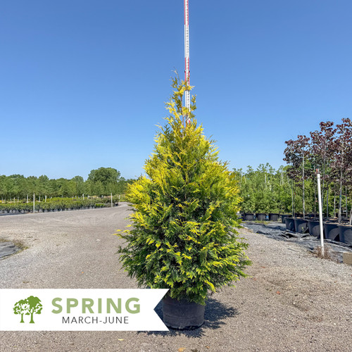 Ember Waves® Western Arborvitae - Thuja x 'MonPin' | Shepherdssupply