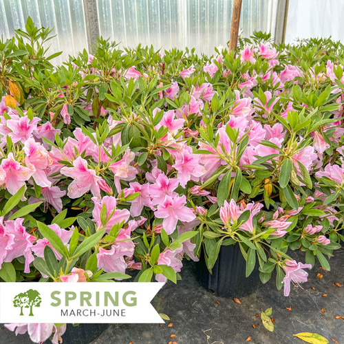 George L Taber Azalea - Rhododendron indicum 'George L. Taber