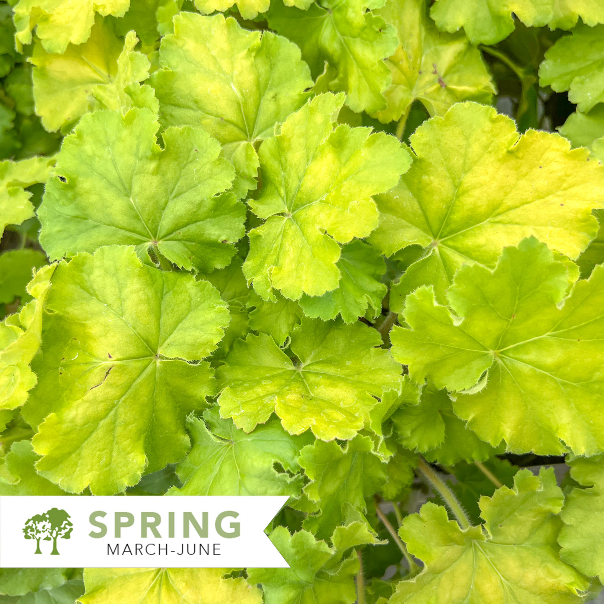 Lemon Love Coral Bells – Heuchera 'Lemon Love'