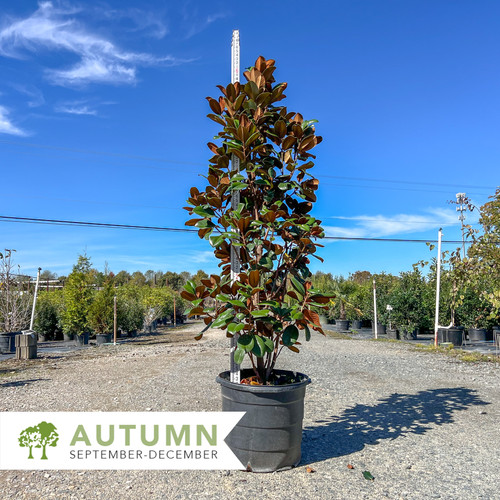 【在庫処分】オーストラリア Magnolia Mountain 有田焼 Teddy Bear Magnolia - Magnolia grandiflora 'Southern Charm