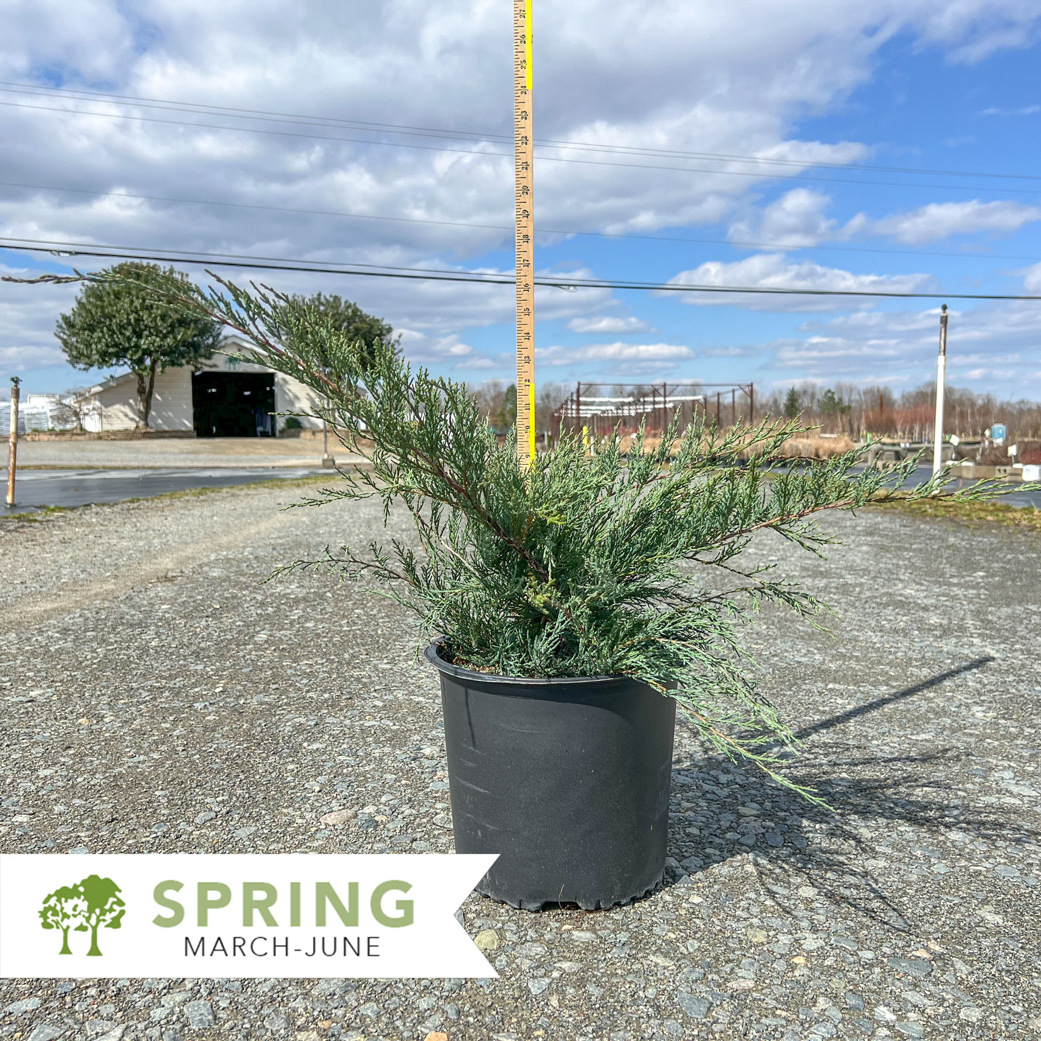 Grey Owl Juniper - Juniperus virginiana 'Grey Owl'