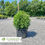 Thumbnail: Green Gem Boxwood - Buxus x 'Green Gem'
