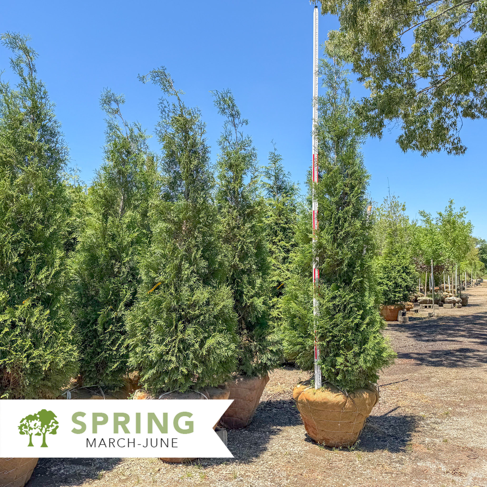 American Pillar Aborvitae - Thuja occidentalis 'American Pillar'