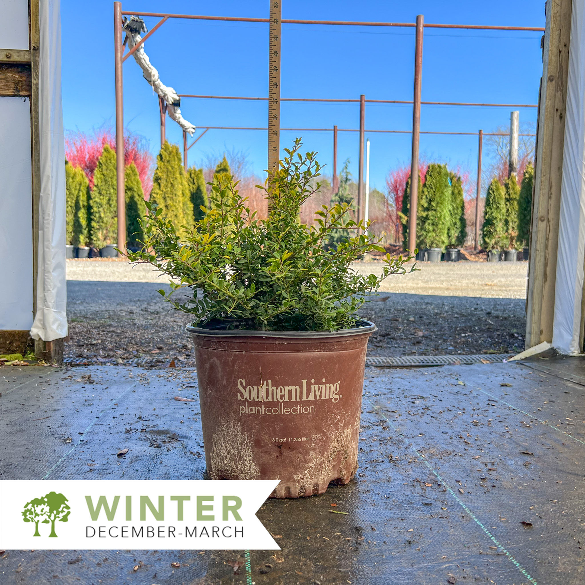 Touch of Gold® Holly - Ilex crenata 'Adorned'