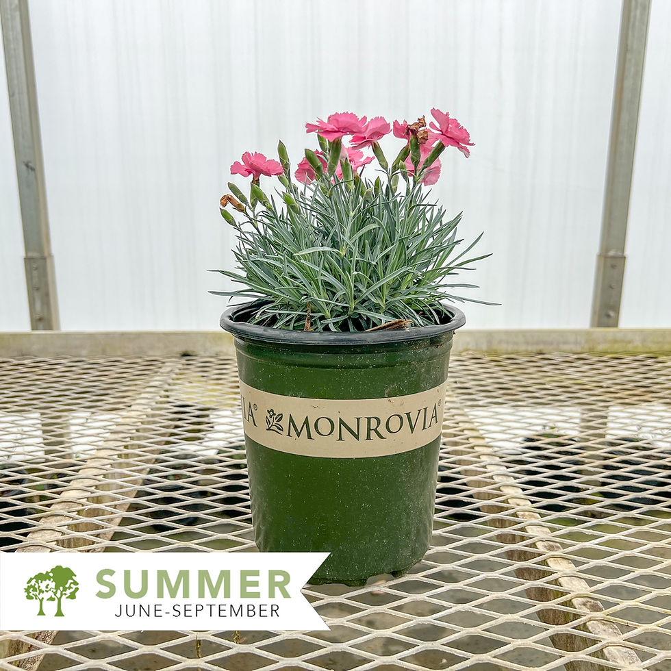 Thumbnail: Scent from Heaven™ Angel of Hope Dianthus - Dianthus hybrid 'Angel Of Hope'