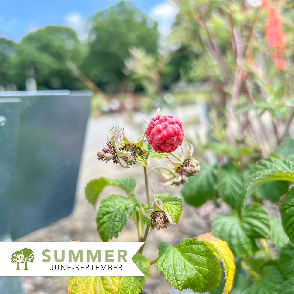 Thumbnail: Raspberry Shortcake® Raspberry - Rubus idaeus 'NR7'
