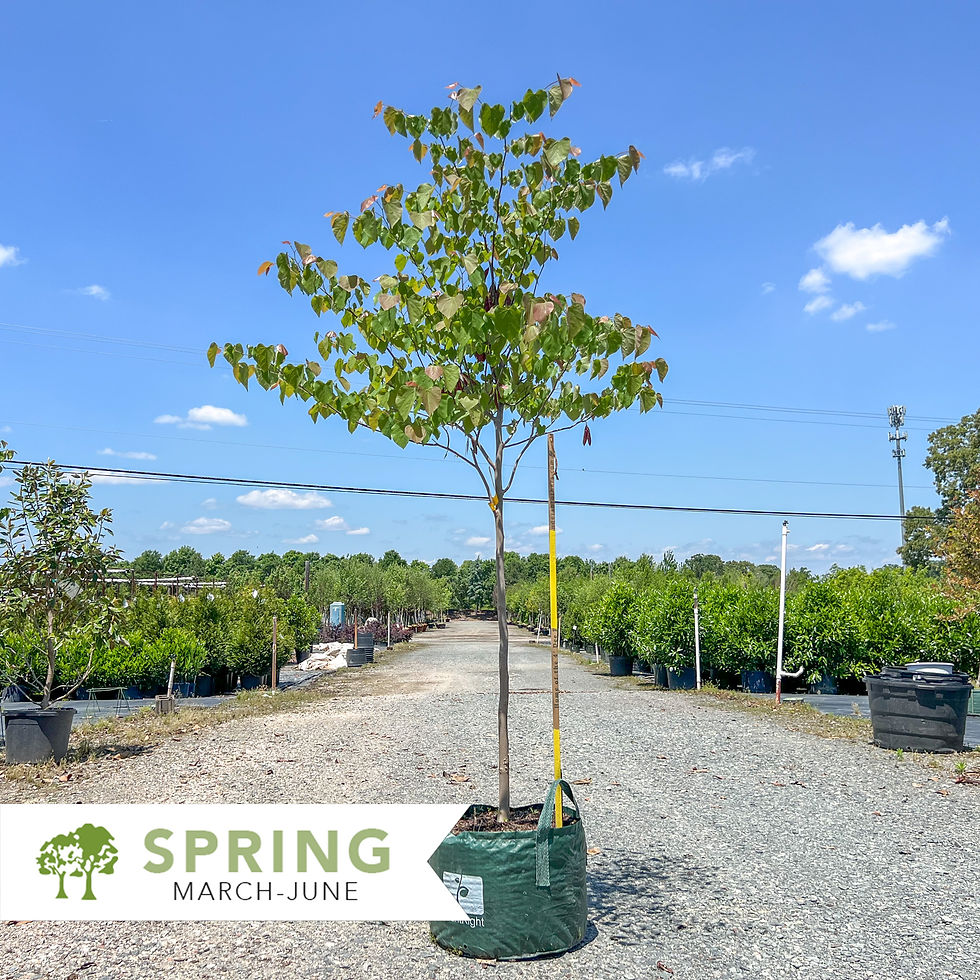 Thumbnail: Eastern Redbud - Cercis canadensis