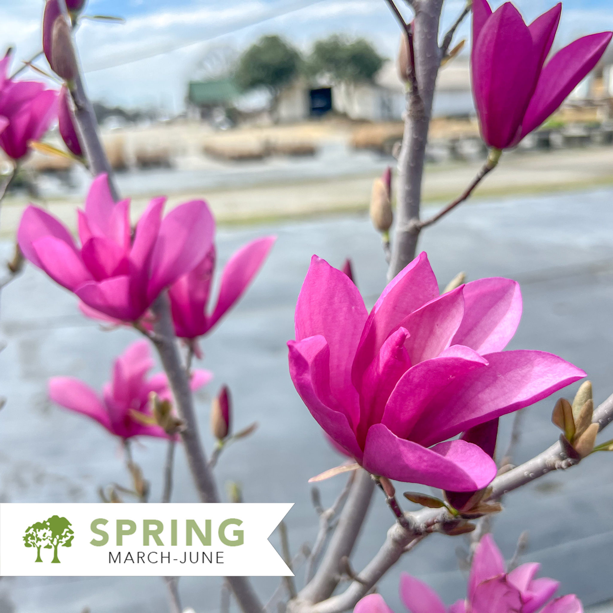 Genie Magnolia – Magnolia x 'Genie'