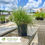 Thumbnail: Prairie Dropseed - Sporobolus heterolepis