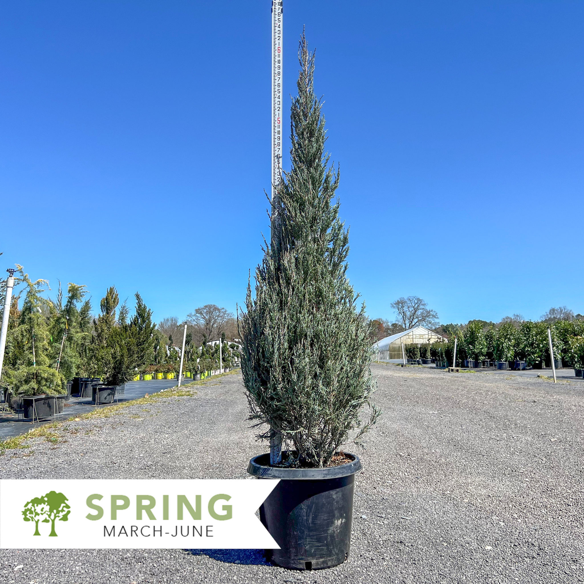 Blue Arrow Juniper - Juniperus scopulorum 'Blue Arrow'