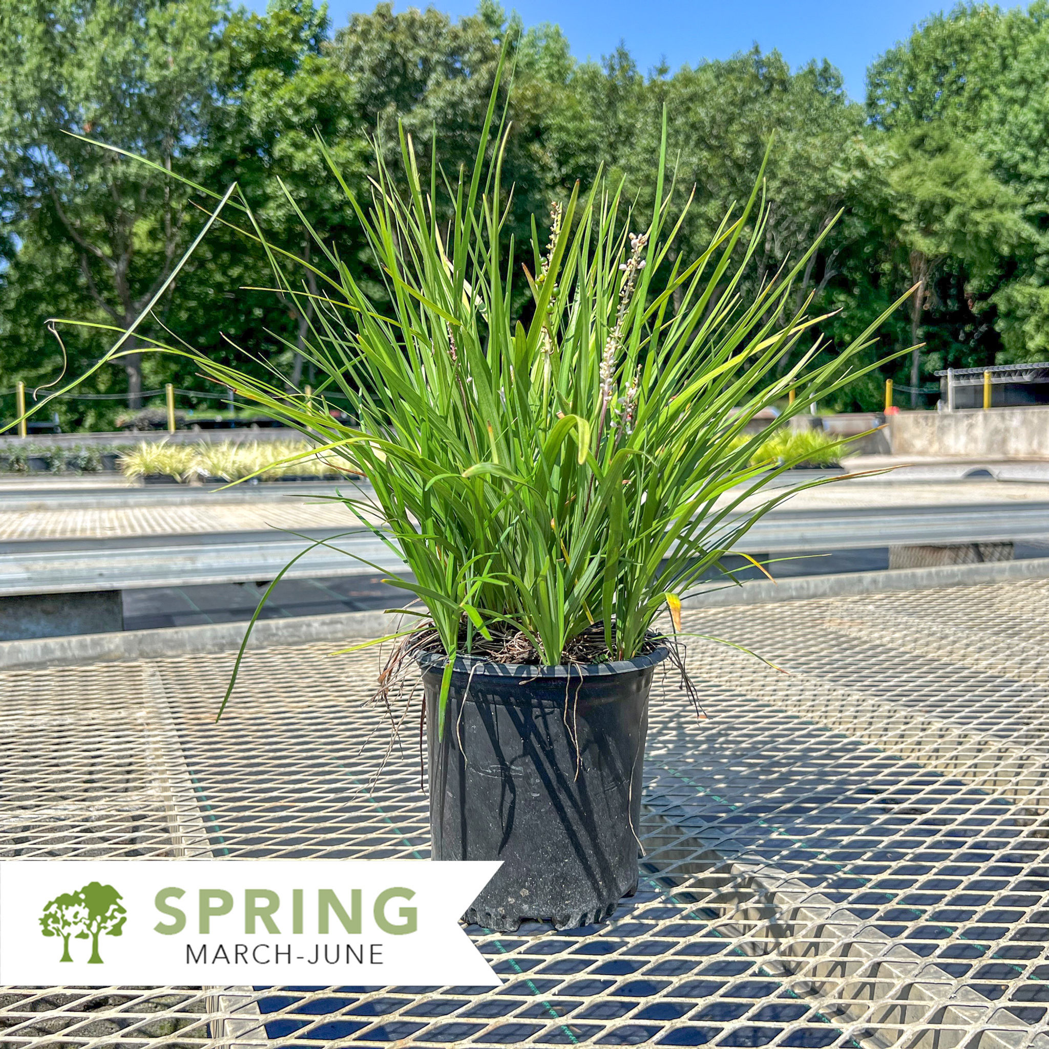 Creeping Liriope - Liriope spicata