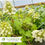 Thumbnail: Pee Wee Hydrangea - Hydrangea quercifolia 'Pee Wee'
