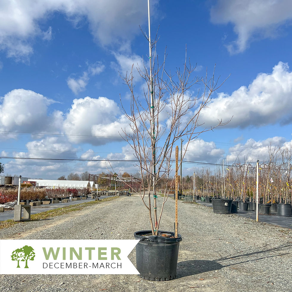 Thumbnail: Kousa Dogwood – Cornus kousa