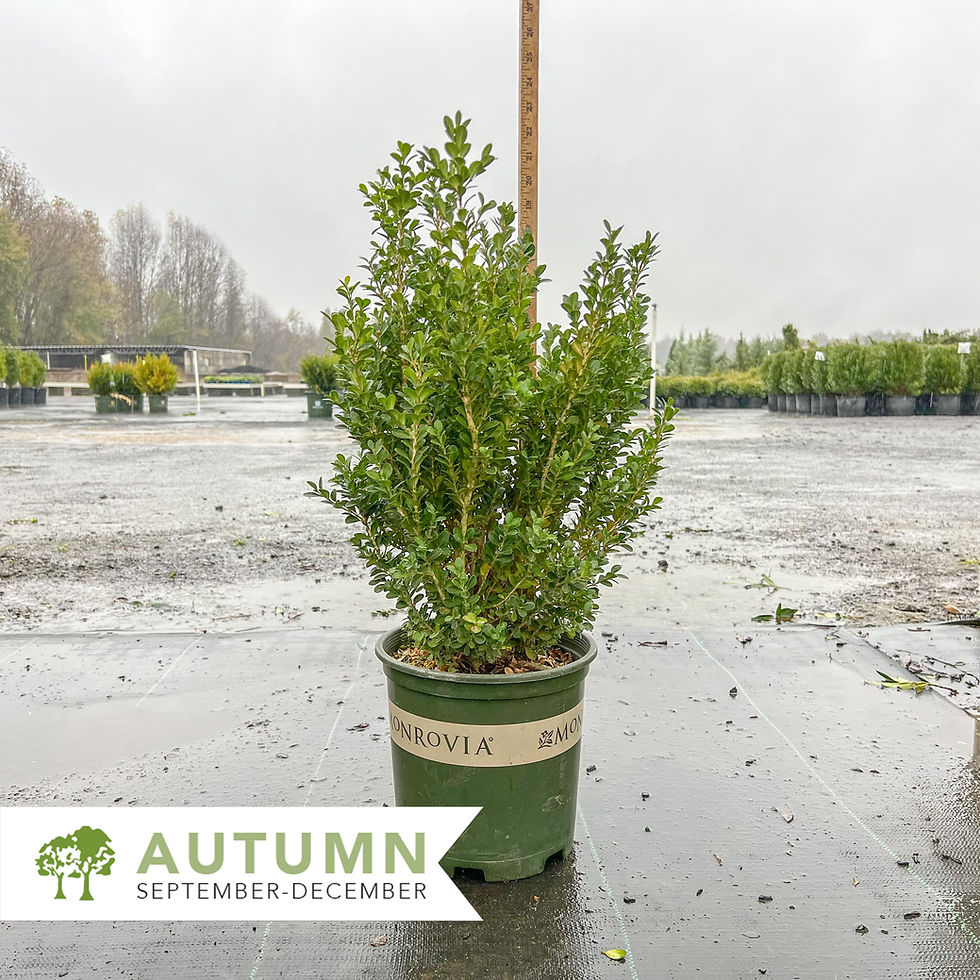 Thumbnail: Green Beauty Boxwood - Buxus microphylla var. japonica 'Green Beauty'