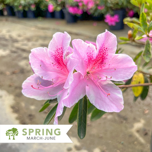 George L Taber Azalea - Rhododendron indicum 'George L. Taber