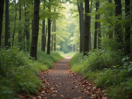 Eye-level view of a winding path through a forest symbolizing a journey of personal growth