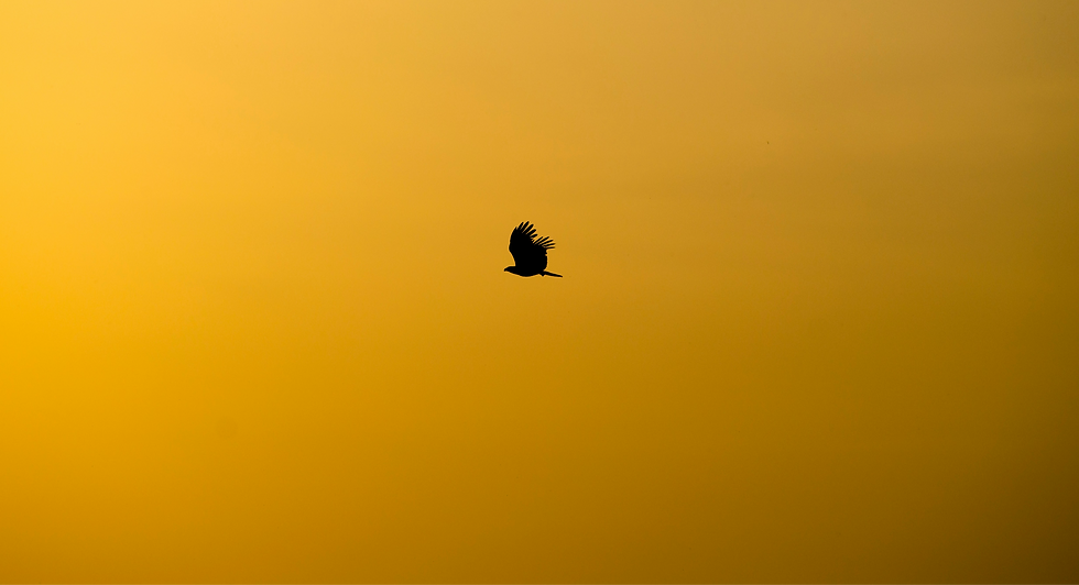 shreyas-malavalli-3r0Kchy-F_A-unsplash_edited.png