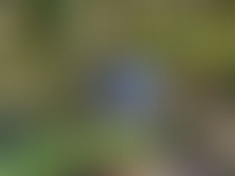 Why Sniffing Tires Your Dog Out More Than a Long Walk