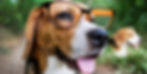Beagle dog wearing glasses on his dog walk