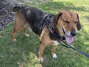 Dog enjoying a shaded summer walk in North Charleston