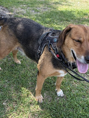Dog enjoying a shaded summer walk in North Charleston