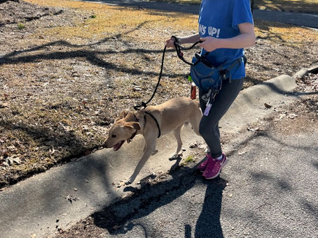 Paws Up! dog walker walking a dog in Charleston, SC
