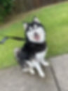 Castiel dog walk.jpg