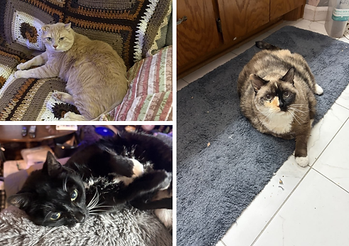 Three cats in Goose Creek calm and stress-free with their cat sitter
