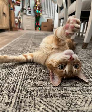 Orange Tabby cat playing with Paws Up! Cat Sitter in Charleston SC