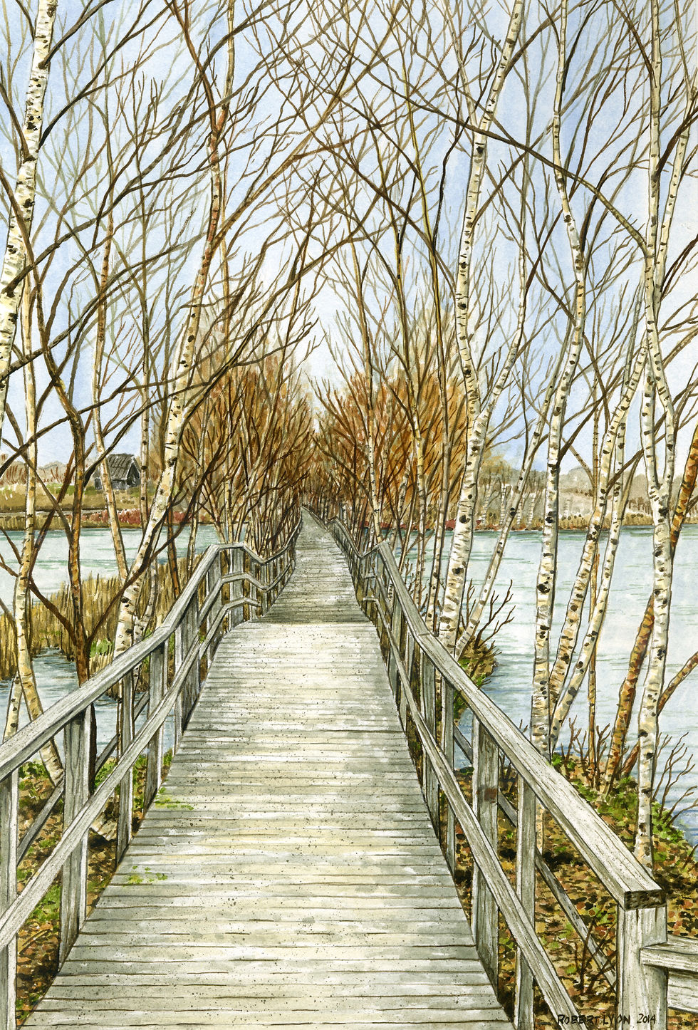 Boardwalk Through The Birches