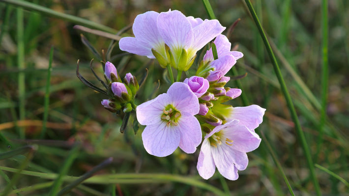 Cestování, traveling, photo, photography, foto, fotografie, fotky, fauna, flora, Island, Iceland, Cardamine pratensis, řeřišnice luční, flower, flowers, květiny, byliny