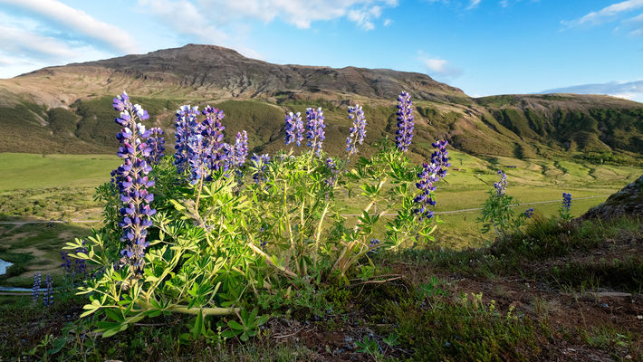 Cestování, traveling, photo, photography, foto, fotografie, fotky, fauna, flora, Island, Iceland, Lupina mnoholistá, 
Lupinus Polyphyllus, květiny, flowers