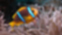 Zanzibar marine life coral reef fish snorkeling – tropical fish species in Indian Ocean reefs