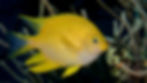 Colorful reef fish Zanzibar snorkeling – best snorkeling spots in Zanzibar coral reefs and lagoons